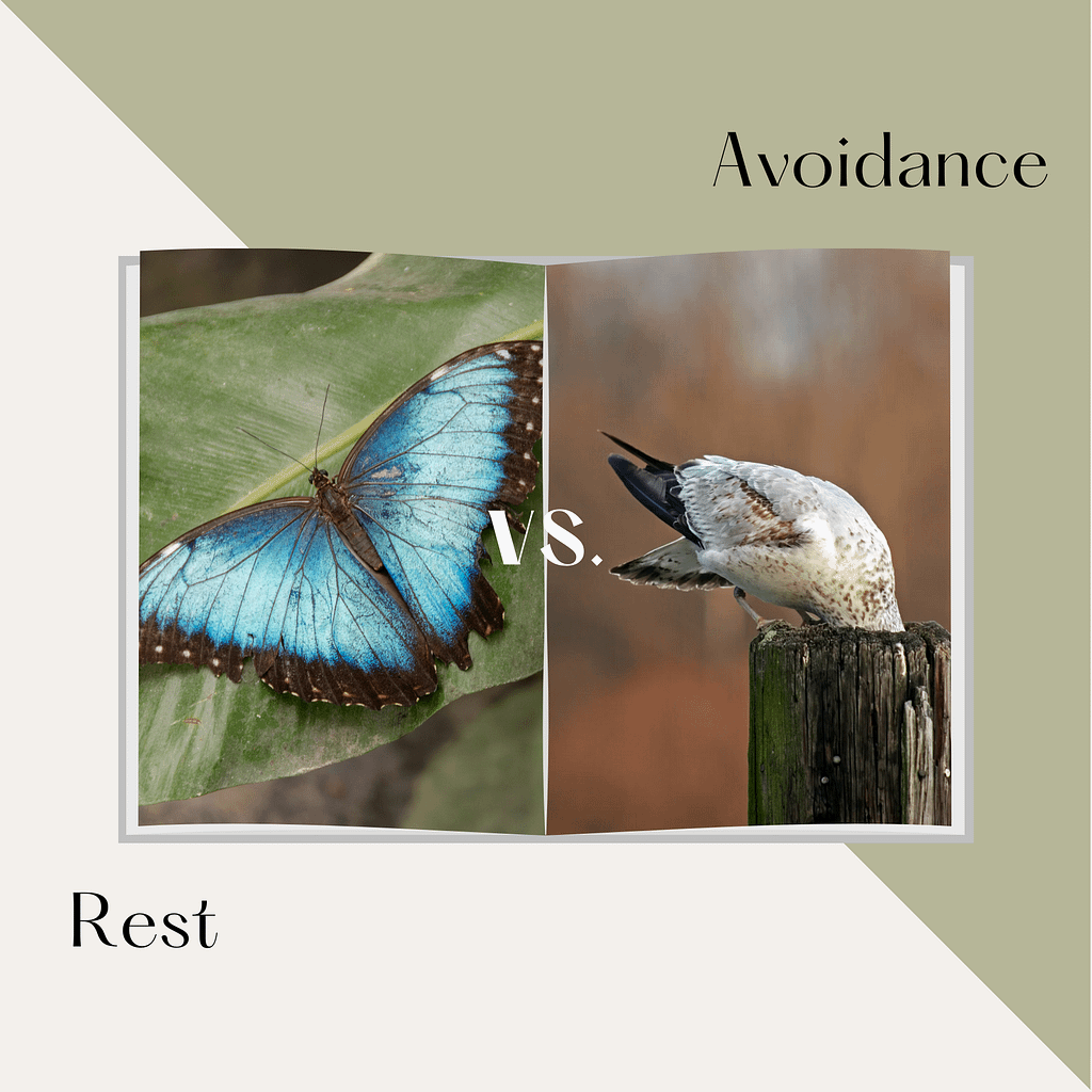Avoidance vs Rest