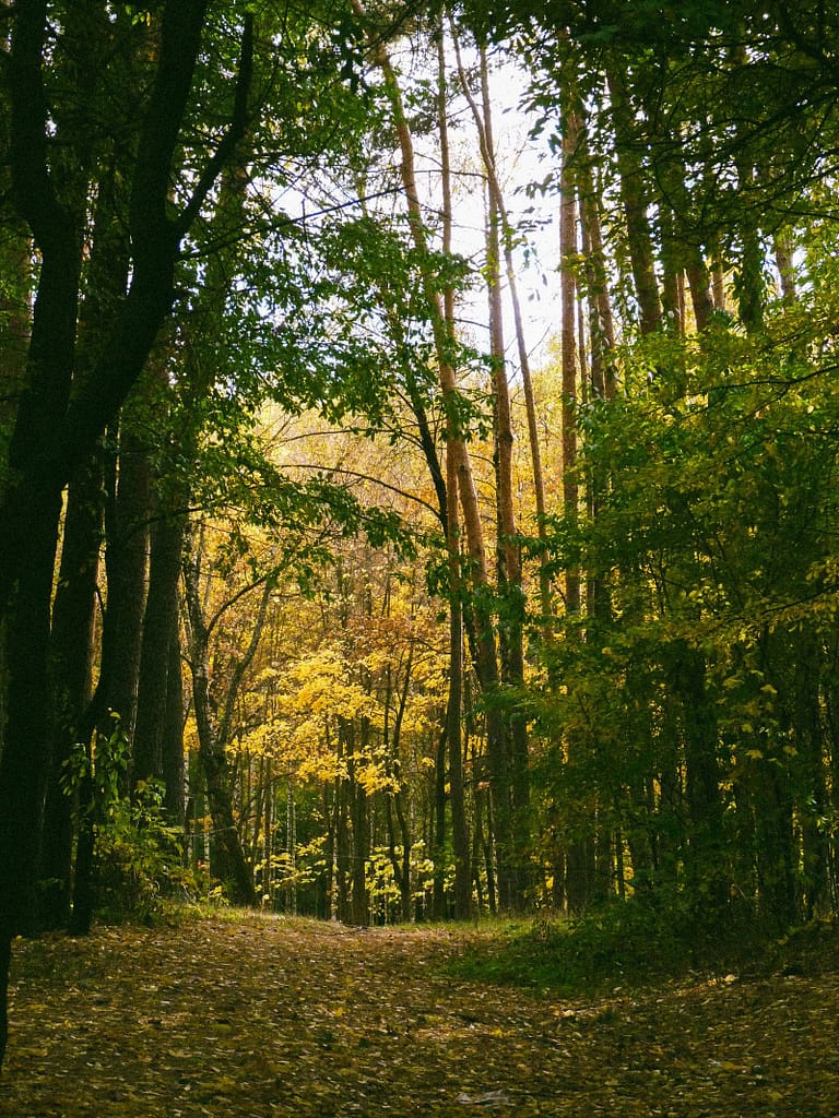 Dealing With Uncertainty